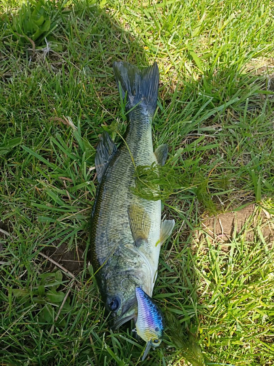 Scott Wilson (PsychoFishLures) tweet media
