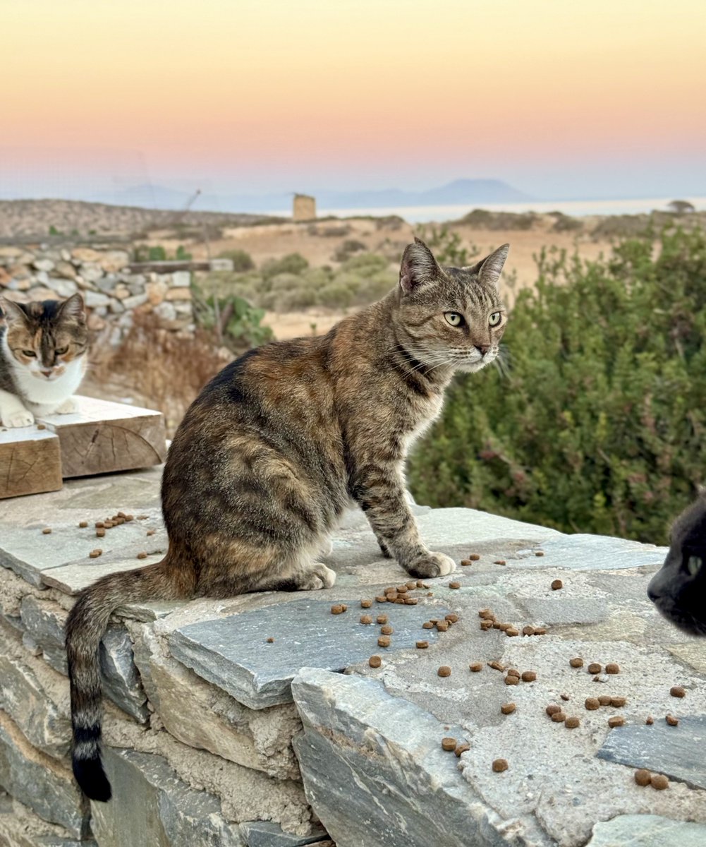 Cats of Iraklia tweet media