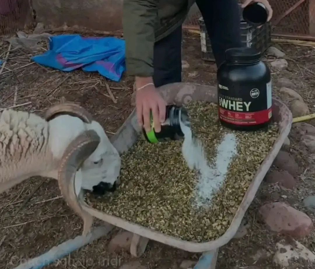 سهام tweet media