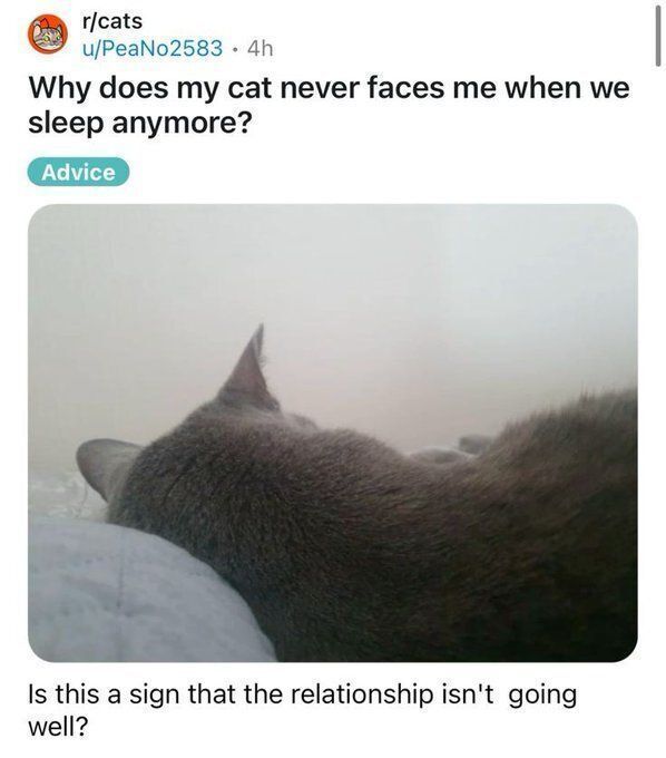 Cat TikToks tweet media