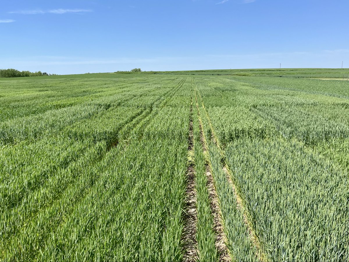 badgerbean's tweet photo. Cut alleys in Waterloo today. Just a few flowers showing, but majority is not there yet. Make sure you’re scouting and applying fungicides as labeled and needed! @badgercropdoc wrote this article to ponder over. https://t.co/P89FtBrIpf https://t.co/iD55AwSJ8c
