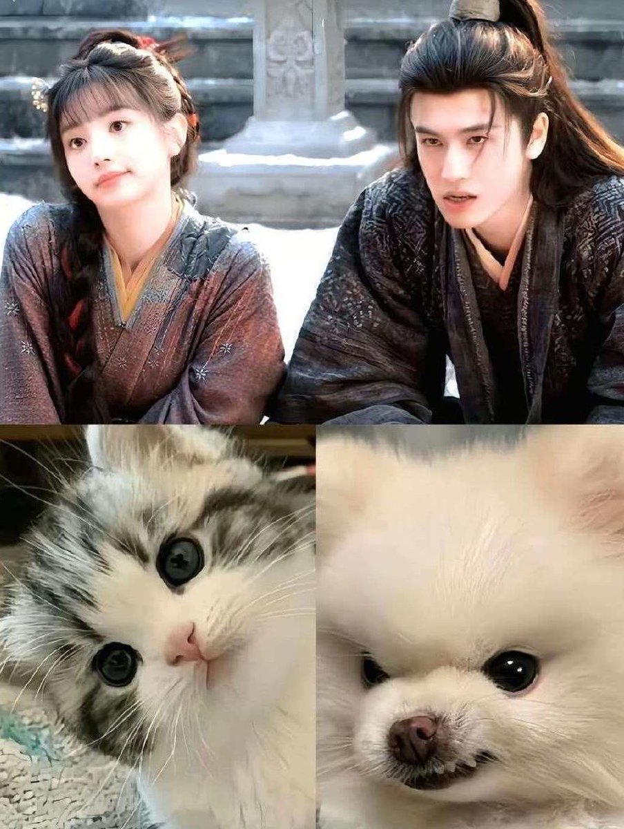 vvksource's tweet photo. 小猫 &amp; 小狗🐶🐱

#zhanglinghe #tianxiwei https://t.co/4OblzkhFWw