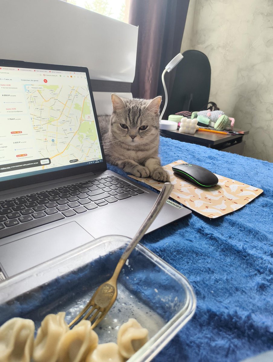 brainstevv's tweet photo. сегодня пришлось не кормить Луну 10 часов, поэтому приёмы пищи выглядели так https://t.co/zZsaWNCCgb