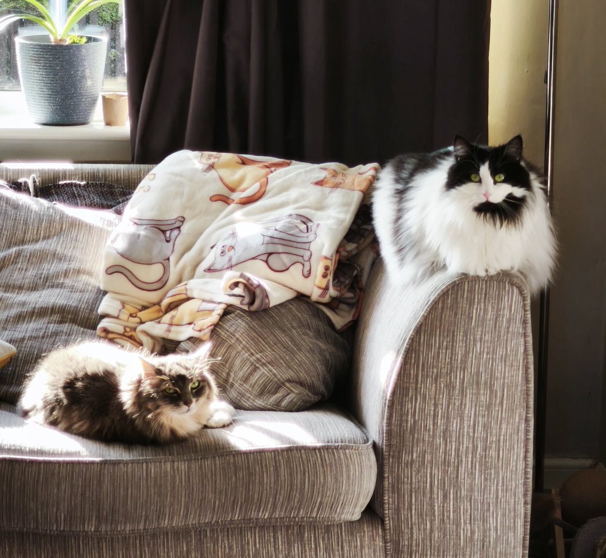 AgTheRef's tweet photo. @Gesaleico That's Kitty and Nia and they hate spiders 😸😸 https://t.co/oU160mFowm