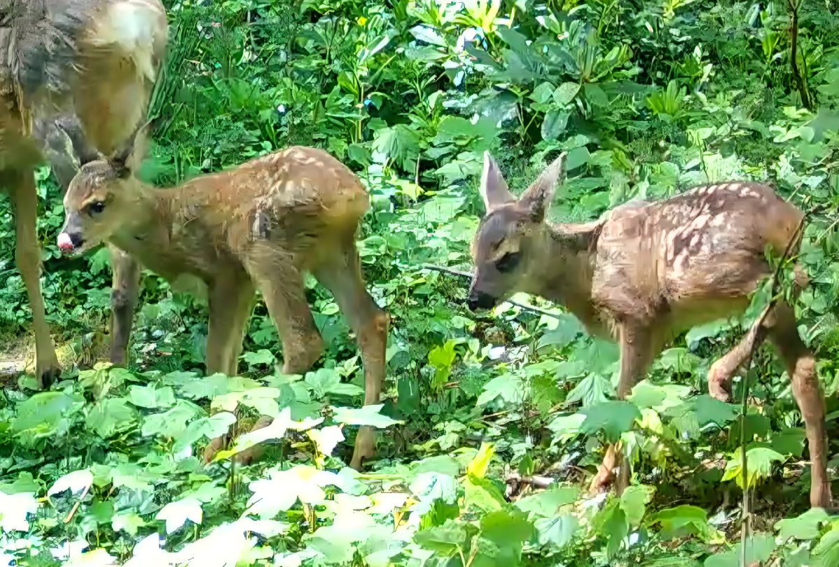 Lee Roberts secret world of wildlife (@naturepirate) / Posts / X