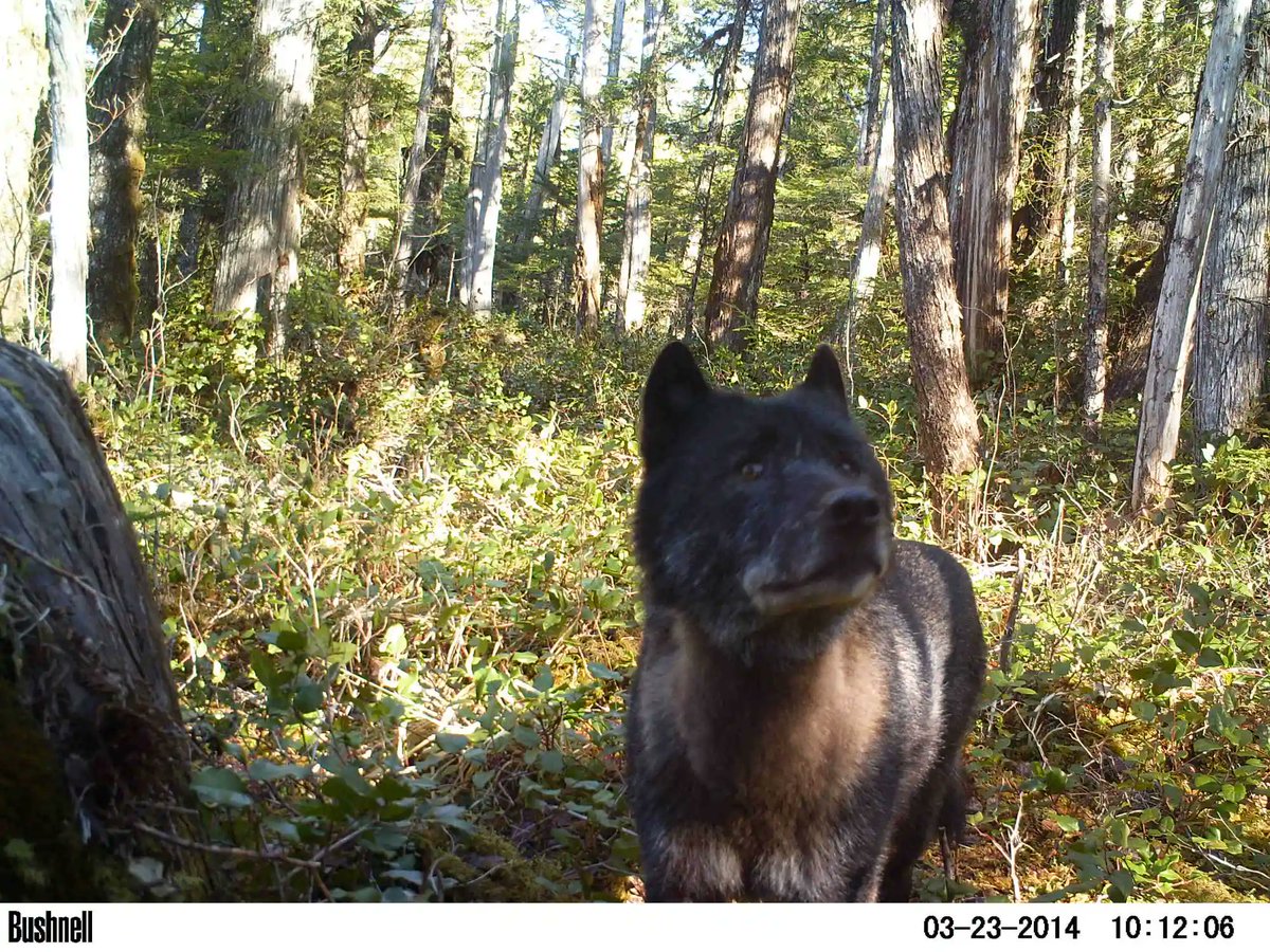 trailcam tweet media