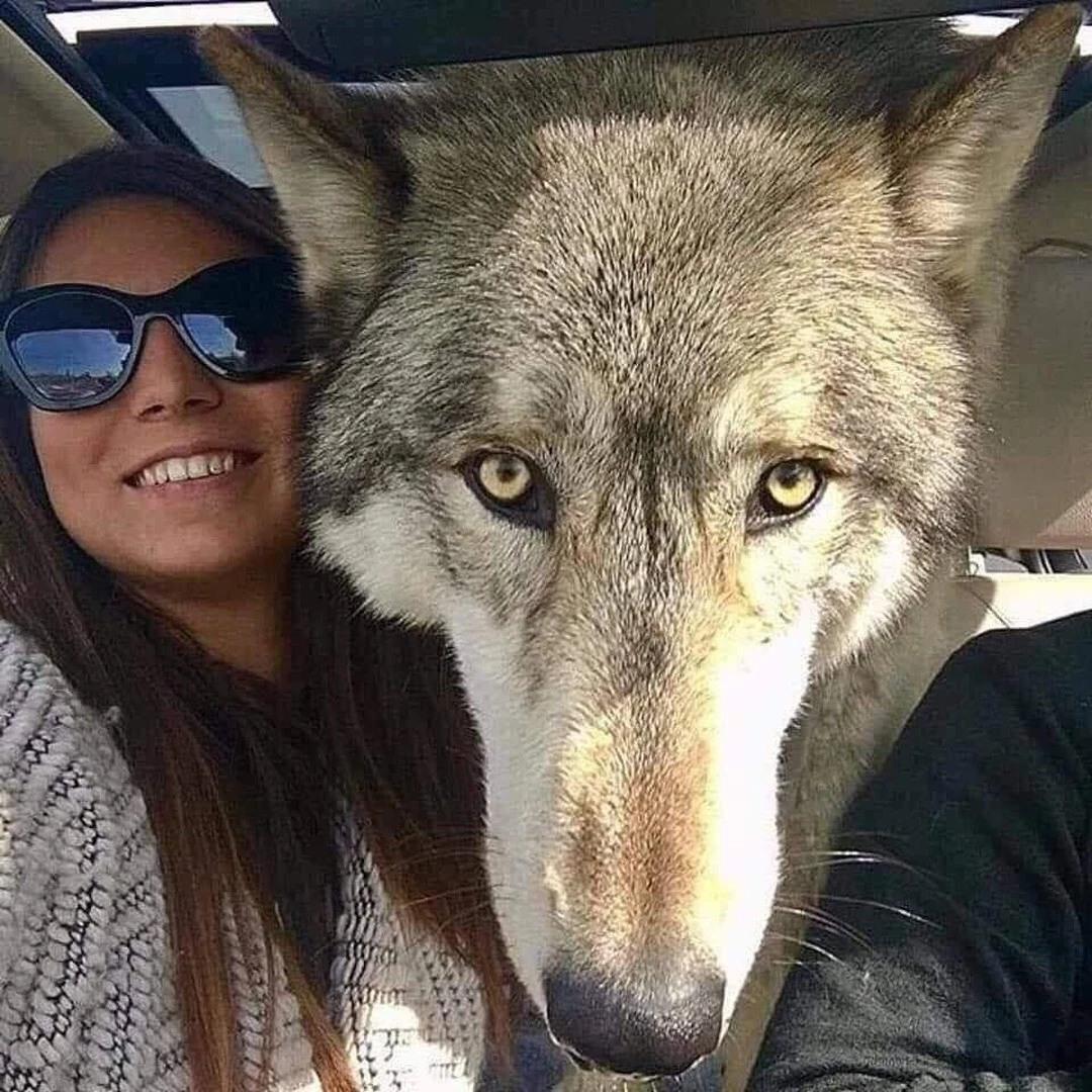 saniyafatma1278's tweet photo. "A bad dog owner dumped this wolf at the shelter when he got too big and too much to handle. Luckily, a sanctuary took him instead and saved his life. His DNA testing came back as 87.5% gray wolf, 8.6% Siberian Husky, and 3.9% German Shepherd. Don't scroll without giving us some love ❤️🐺."