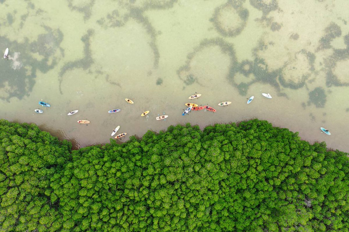 ThimaaVeshiHQ's tweet photo. And what better way to mark Eid-al-Adha than working overtime through the holidays to expedite the destruction of an entire mangrove ecosystem after hastily removing it from within the borders of the country’s oldest Marine and Terrestrial Protected Area, which itself is also within a UNESCO Biosphete Reserve. 

You’re wasting your money. Minister of Compromise @aleeshareef doesn’t care about mangroves. He doesn’t care about investing in nature-based solutions. He has failed his mandate.
