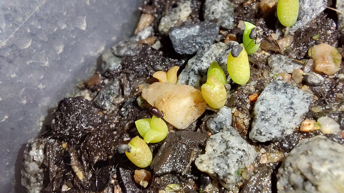 randomname634's tweet photo. 🌱 This little cactus with three arms is an absolute champion! 🔥
While the other seedlings are just waking up, this one is already flexing with three distinct heads. Nature is wild.

#Seedlings #CactusLover #PlantPower #GrowYourOwn #TinyPlants #GardeningLife https://t.co/mXSo0KK7Yb
