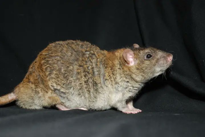 rat tweet media