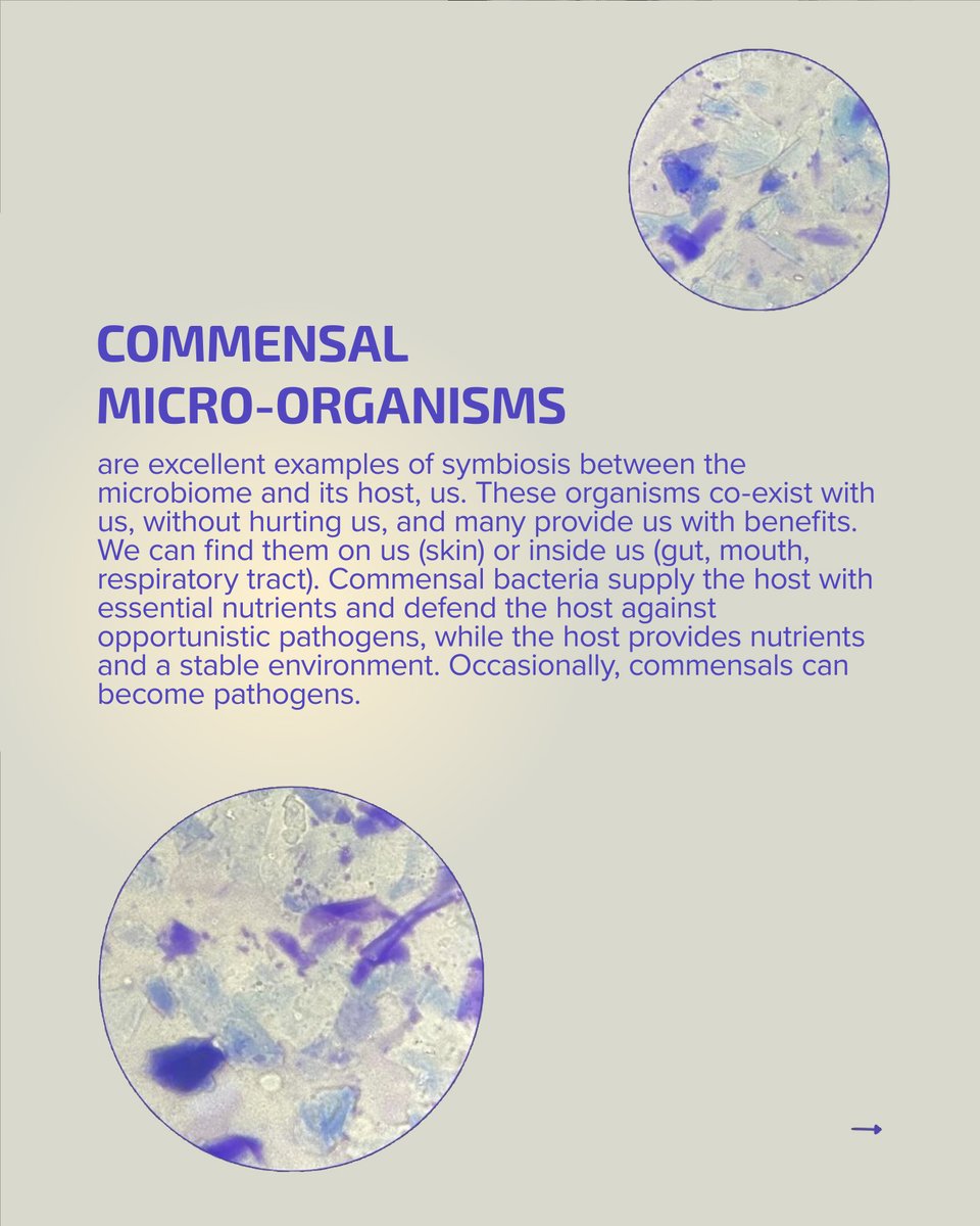 CodexLabsCorp's tweet photo. The human microbiome, which includes trillions of microorganisms, is home to both commensal (good) and pathogenic (bad) microbes.
 
Exploring the specific properties that distinguish these two types of microorganisms can help us understand the mechanisms that influence our health and our susceptibility to infection.  For example, when commensal bacteria are depleted, an abnormal health situation can be triggered due to a lack of the benefits these bacteria provide rather than the overgrowth of pathogens.
 
This is why scientists and medical researchers are trying to investigate the microbiome – so that they can teach us how to care for it and improve our health.
 
#codexlabs #biohacking #biotechnology #bioscience #skincare #acne #hormonalacne #bodyacne #guthealth #probiotics #microbiome