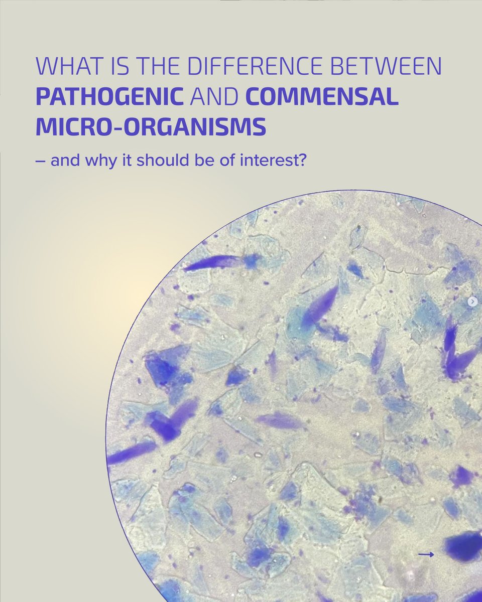 CodexLabsCorp's tweet photo. The human microbiome, which includes trillions of microorganisms, is home to both commensal (good) and pathogenic (bad) microbes.
 
Exploring the specific properties that distinguish these two types of microorganisms can help us understand the mechanisms that influence our health and our susceptibility to infection.  For example, when commensal bacteria are depleted, an abnormal health situation can be triggered due to a lack of the benefits these bacteria provide rather than the overgrowth of pathogens.
 
This is why scientists and medical researchers are trying to investigate the microbiome – so that they can teach us how to care for it and improve our health.
 
#codexlabs #biohacking #biotechnology #bioscience #skincare #acne #hormonalacne #bodyacne #guthealth #probiotics #microbiome