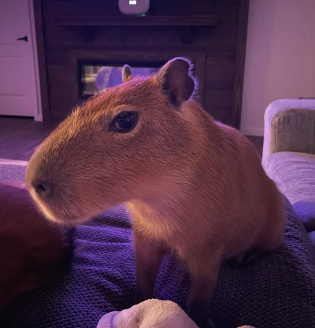 Mikan ♨️🍊 Capybara Vtuber tweet media