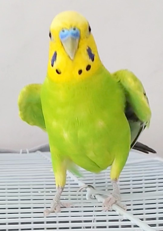 しゃにのすけ tweet media