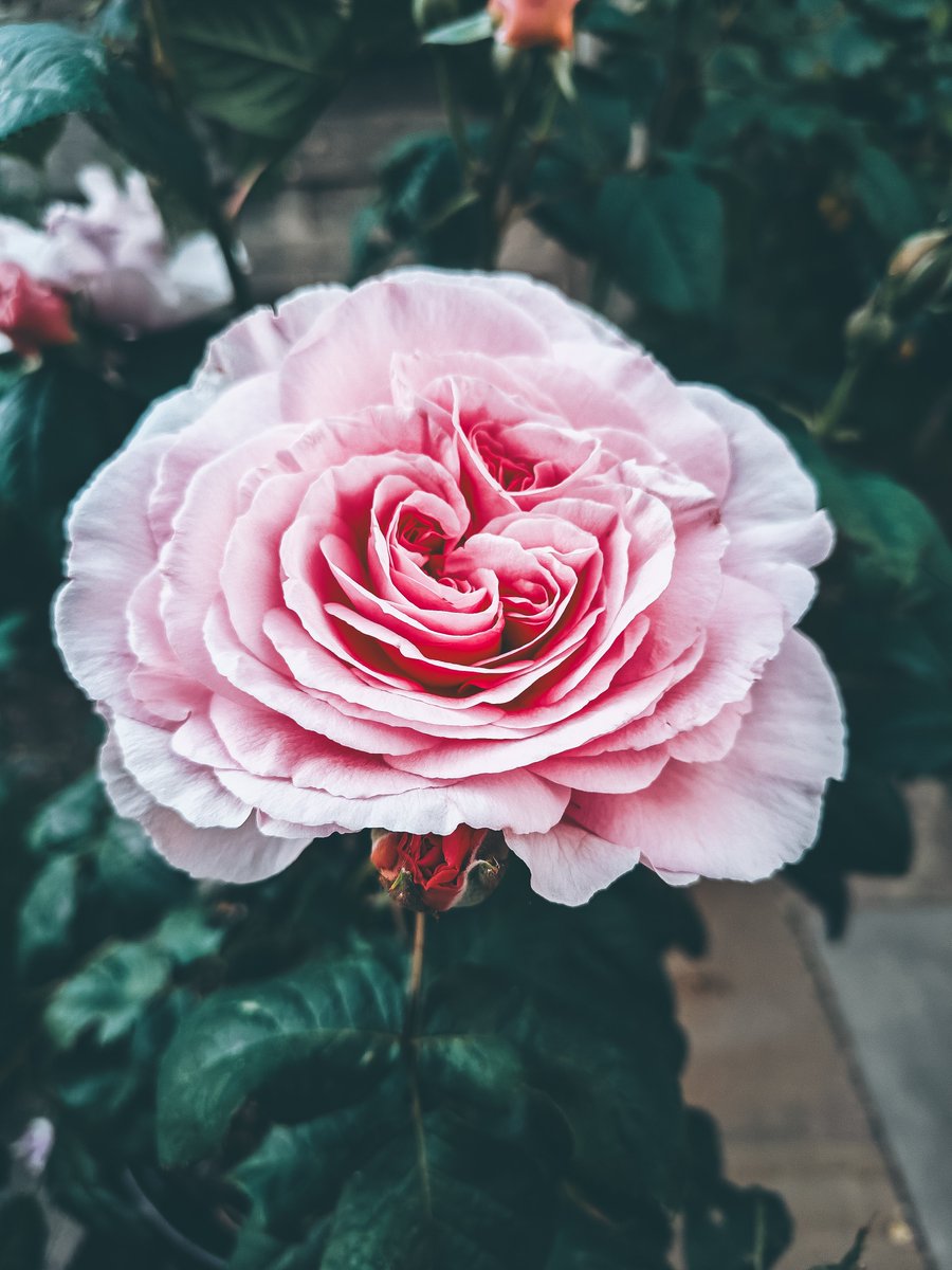 thehoffhome's tweet photo. Every year I am amazed by the blooms of @DAustinRoses The Ancient Mariner. https://t.co/BSm5RN2pn5