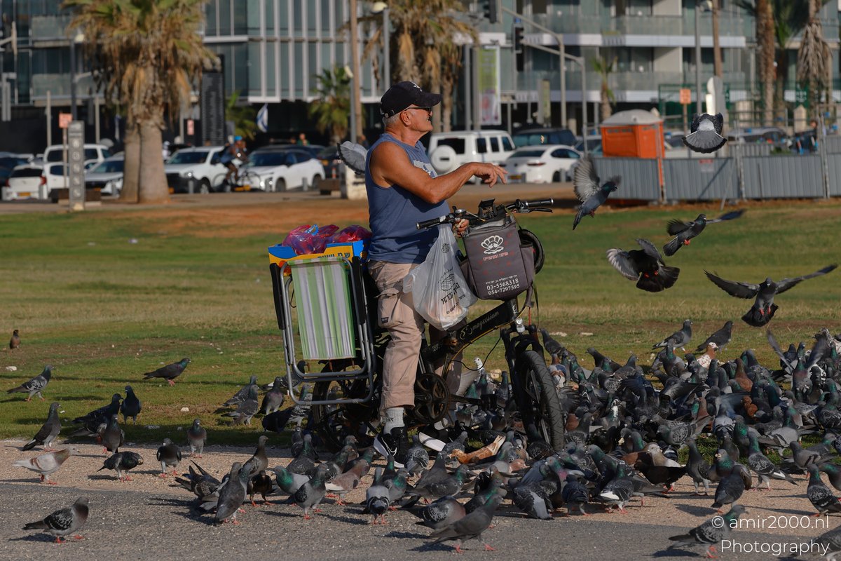 amir2000's tweet photo. In #TelAvivJaffa, he did not need a sign or a stage. The pigeons already knew the routine.

One small gesture from his bicycle, &amp; the city lawn turned into a noisy little meeting place.

#StreetPhotography #PeoplePhotography
#Amir2000NLStory #CanonR5MarkII #AMIR2000NLPhotography https://t.co/BuCHacUV4F