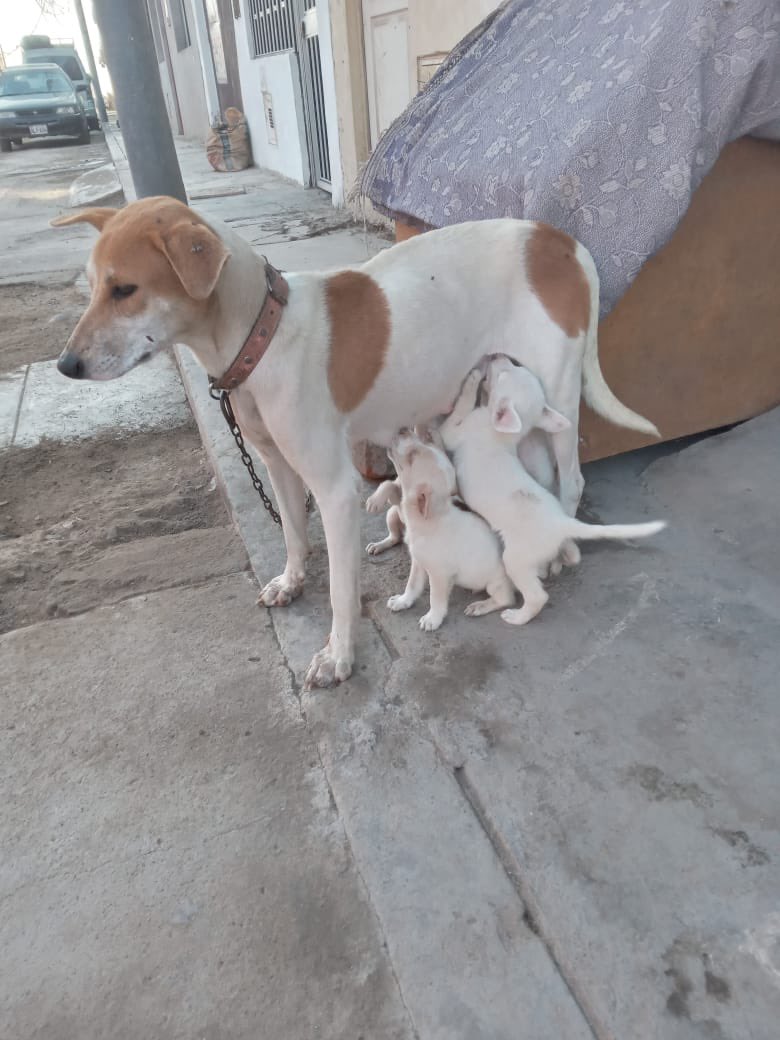 Pao Peralta 🐶 Rescatando Perritos 🇵🇪 tweet media