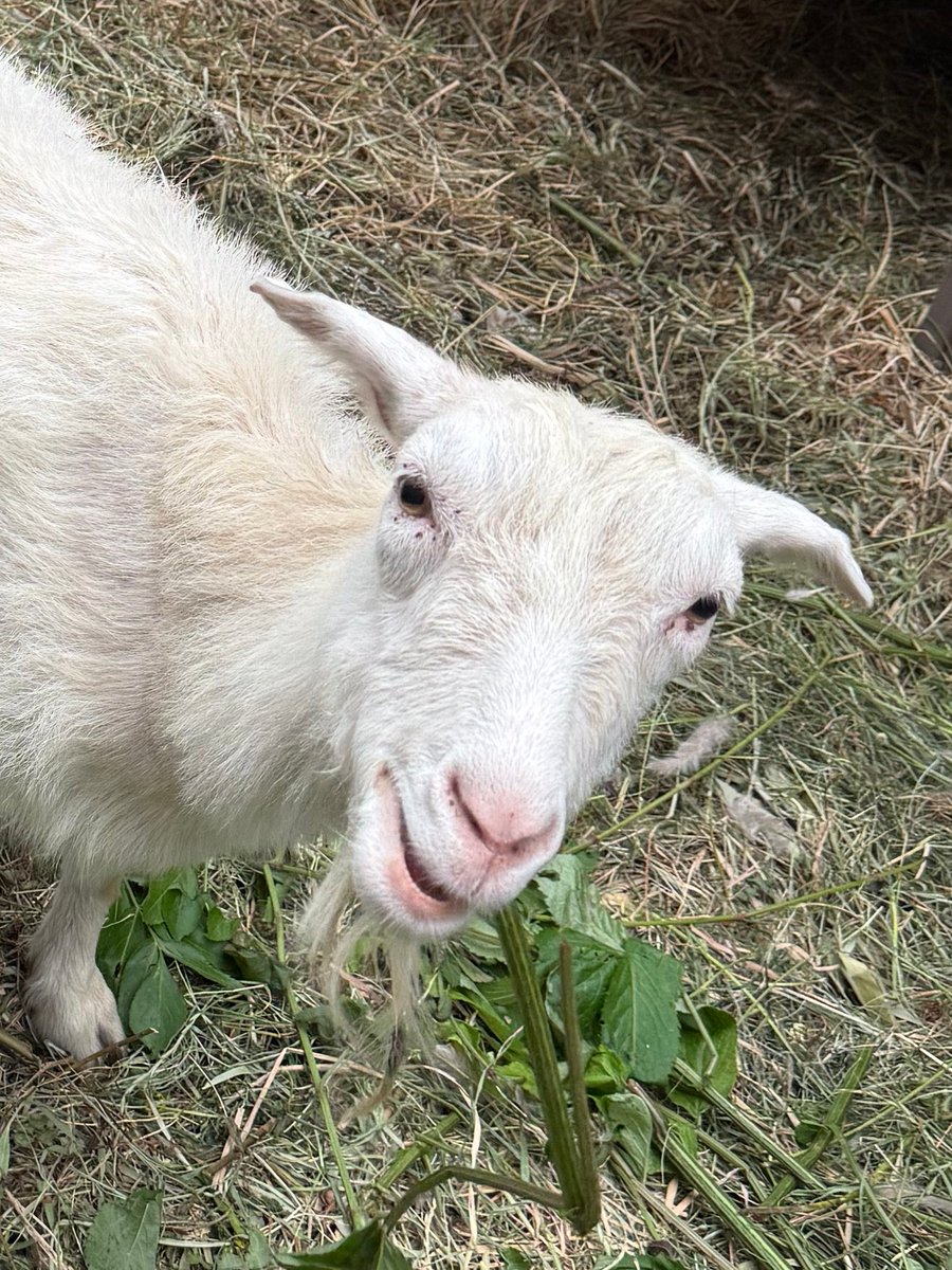 Cattle_TG's tweet photo. 20260526

#goat

yuki https://t.co/8byyF9AOYg