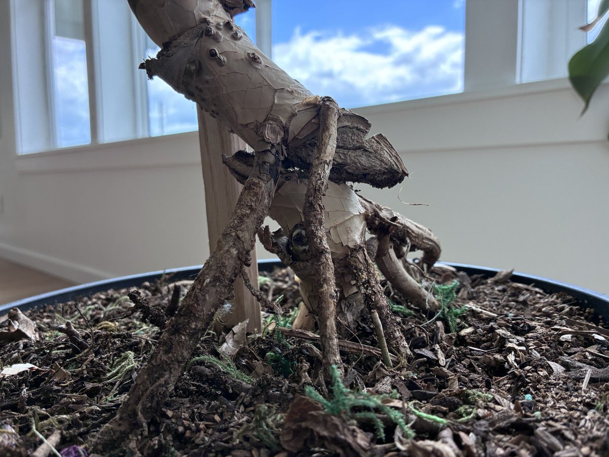 jfals82's tweet photo. The stalk of this beautiful monstera is cut but the plant is thriving because of these two aerial roots. https://t.co/nkbXfexZGa