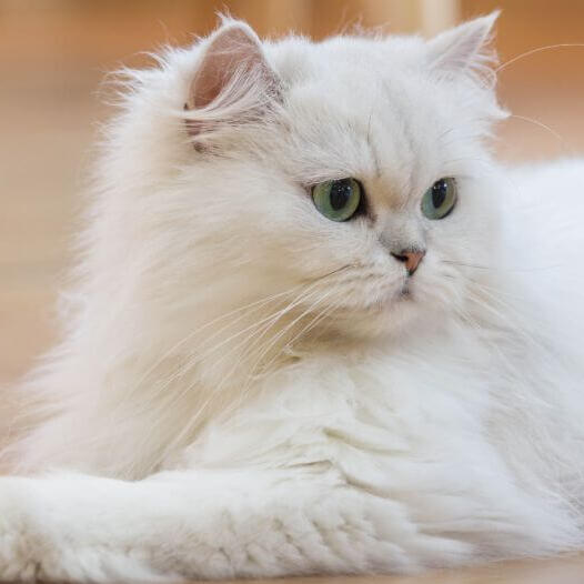 AnOddFox's tweet photo. Rae Higgins(Persian cat) https://t.co/AtfYCt5t3C