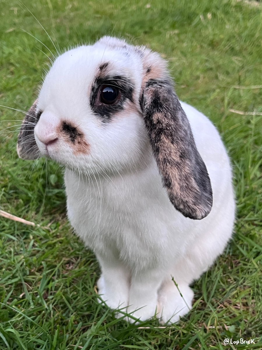 lopbrick's tweet photo. I think Brick is finally considering becoming fully lopped!! 🐇🧱 #cuteanimals #pets #rabbits https://t.co/6mtWT5pS4i