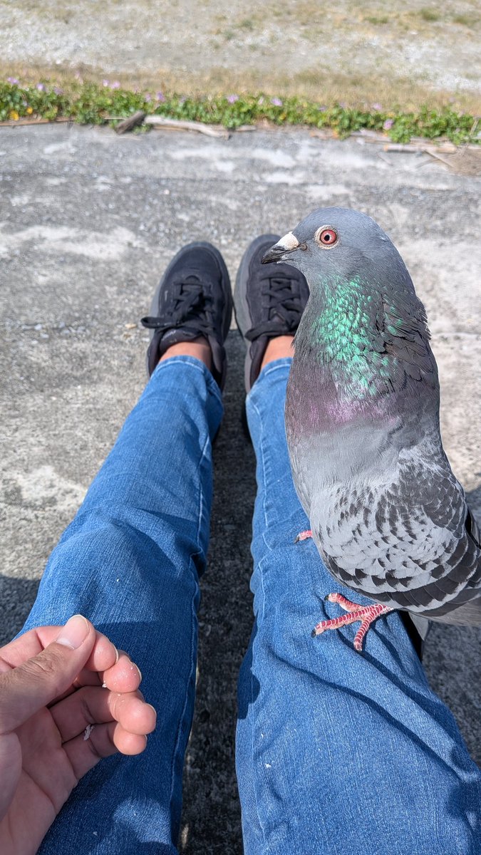 ハト人 tweet media