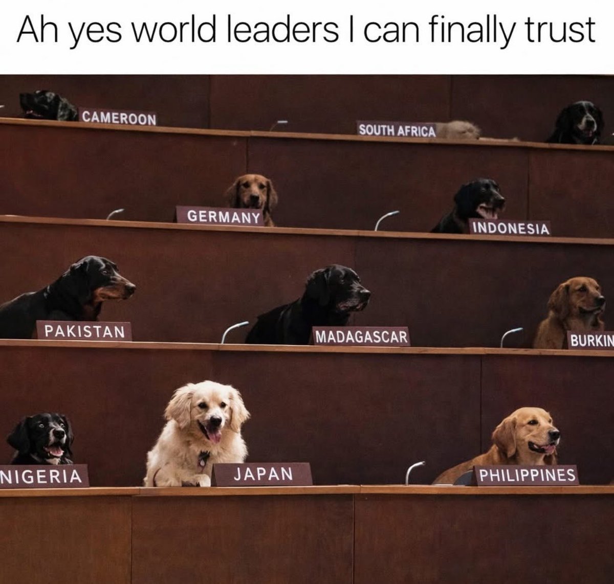 Puppies 🐶 tweet media