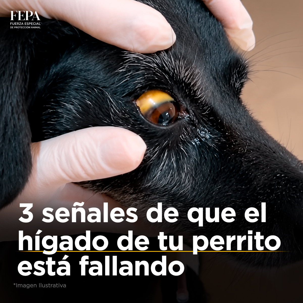 FEPA Protección Animal tweet media