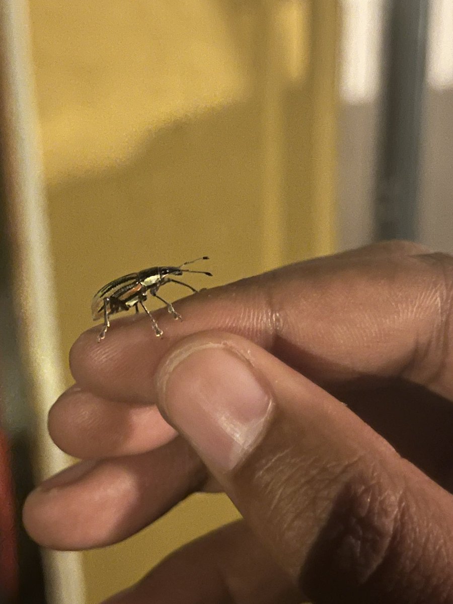 justbugthing's tweet photo. look at this gorgeous weevil I found https://t.co/xRmb7hOMDn