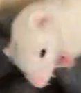FerretPosting's tweet photo. https://t.co/wIFv4sdGag