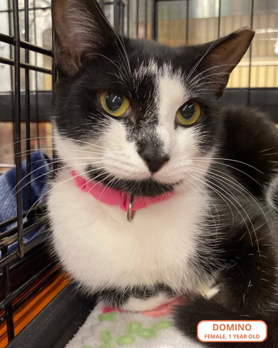 FeralCatProgram's tweet photo. Domino is available at the Cumming PetSmart. She’s a beautiful, 1 yr. old tuxedo, already vaccinated, spayed, and microchipped. It’s been 6 months since she arrived, she’s super sweet, and promises to be a loyal family cat! 😻 https://t.co/N1kMlzhysG https://t.co/VlHobxBa7n