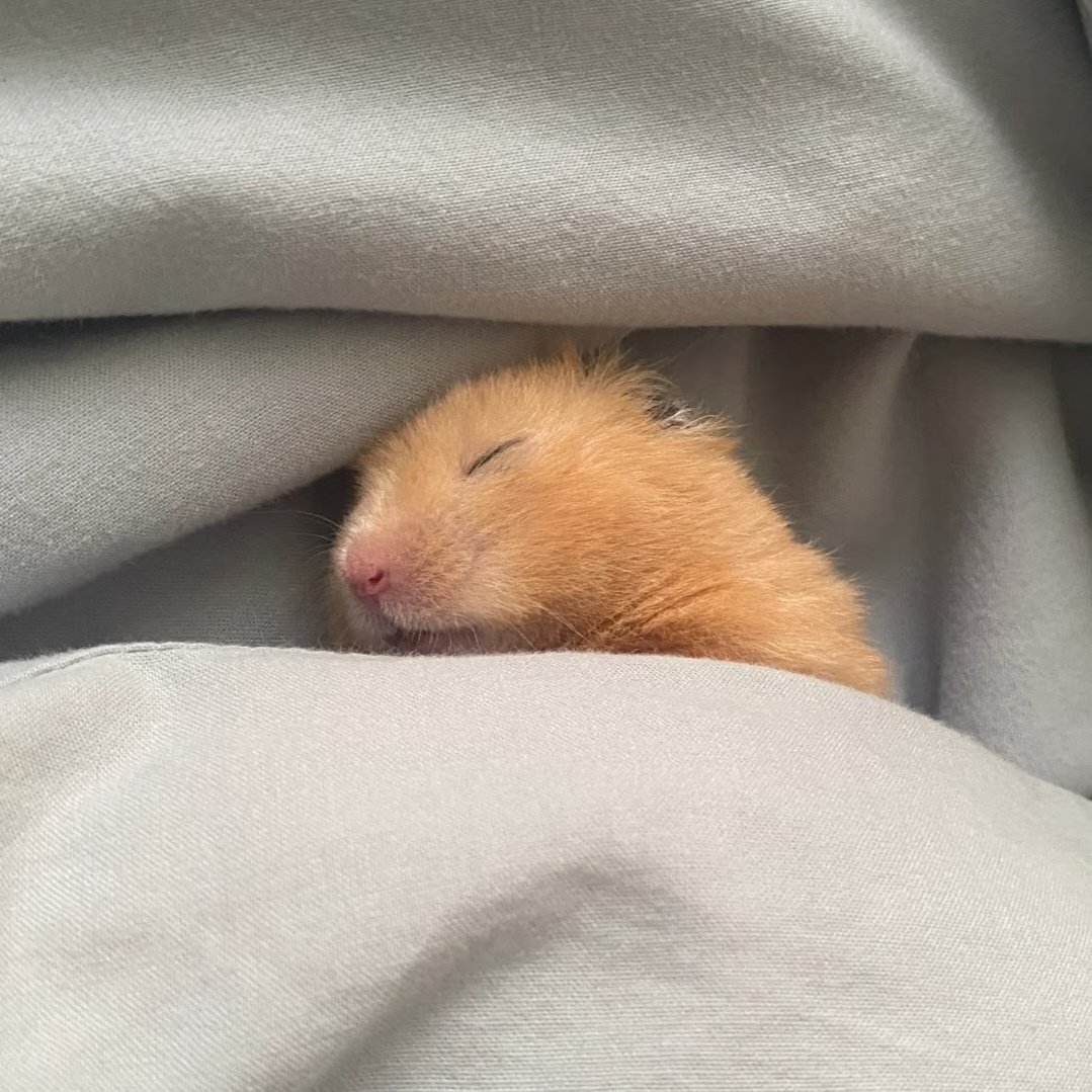hamsterskbae's tweet photo. https://t.co/qaW5kH1Dkb