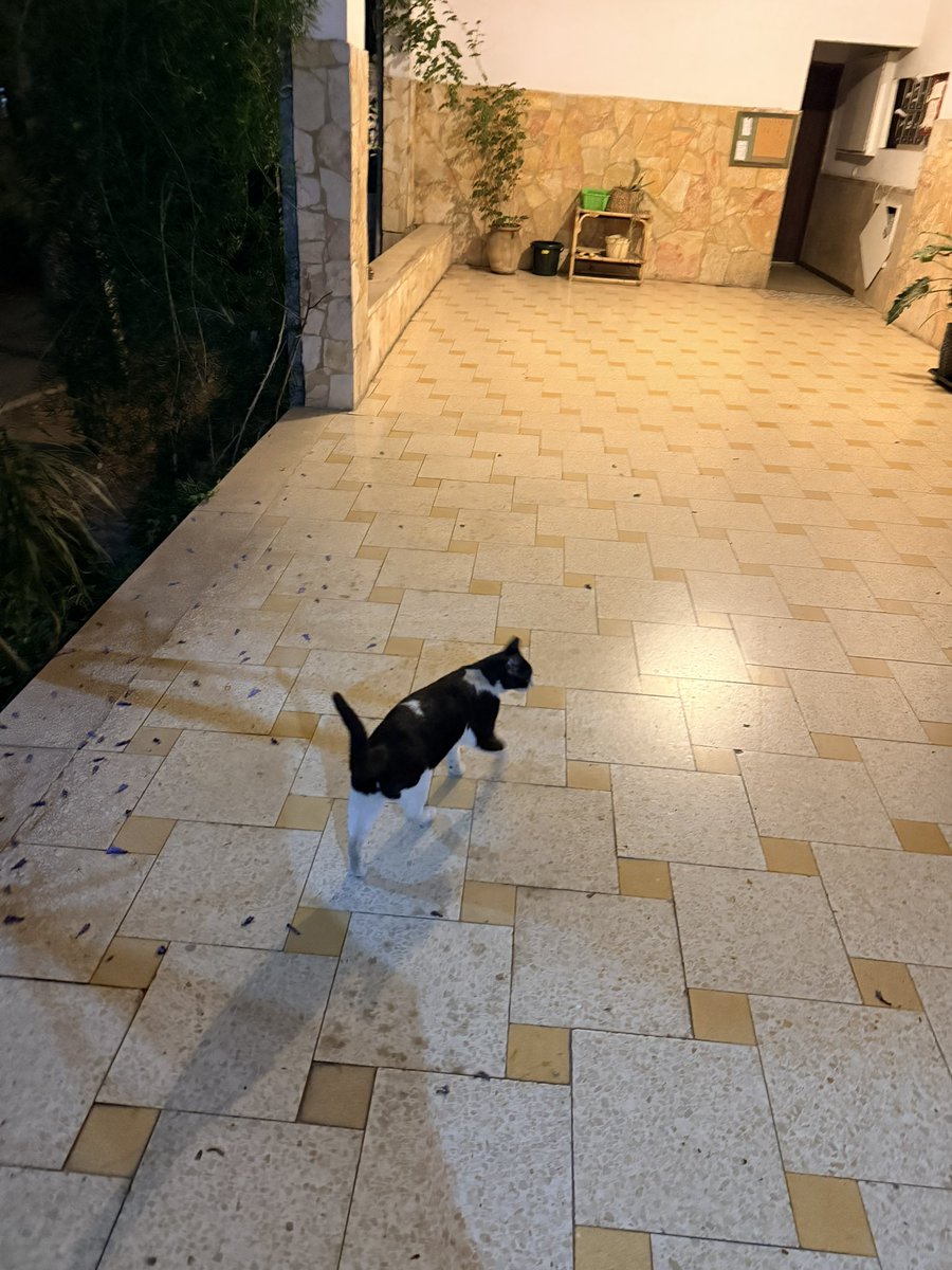 נעמי נחמה רוזין tweet media