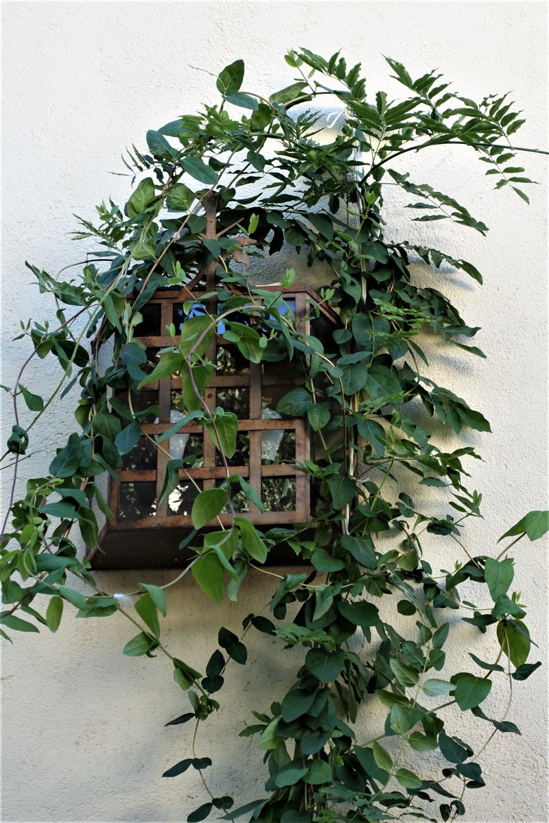 KatySnchez's tweet photo. Ventana del Parador de Pontevedra cubierta de madreselva, un planta trepadora #madreselva #trepadora #ventana #hacerfotos https://t.co/JEWO1j0D4y
