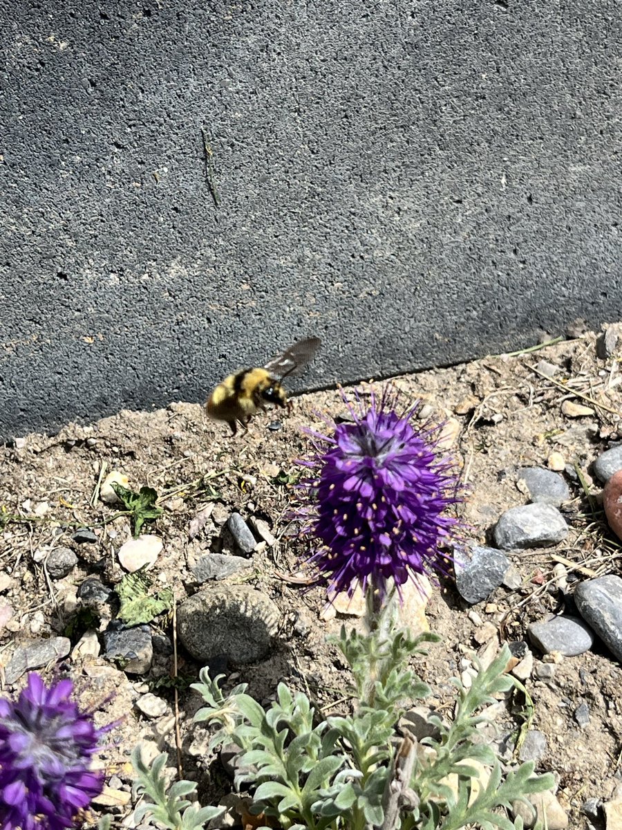 michell29537821's tweet photo. Silky phacelia, 🐝 and pussytoes https://t.co/XuDZZ9beqE