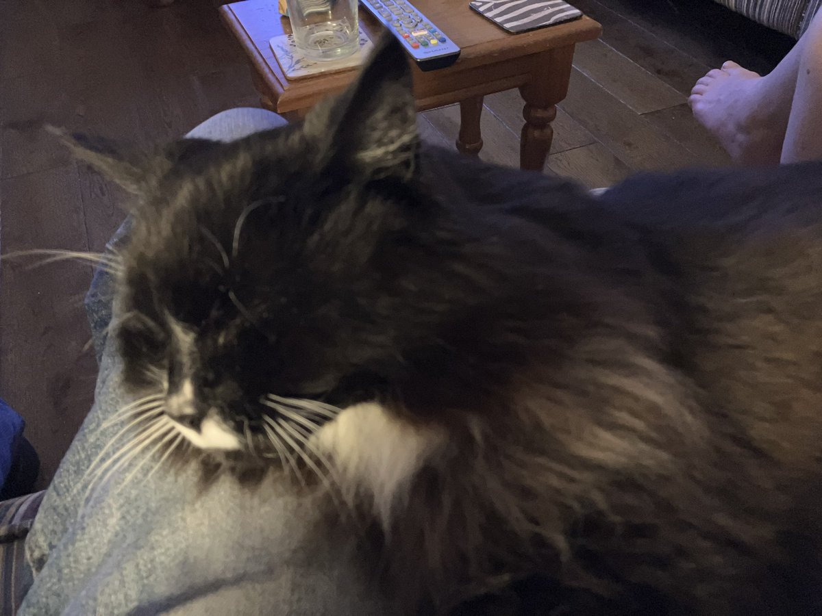 PeterCWhitaker's tweet photo. This boy is 19 years old. I have known him all of his life. He sleeps with my leg as his pillow. That is love on an animal level. https://t.co/GT4gwPOXYl