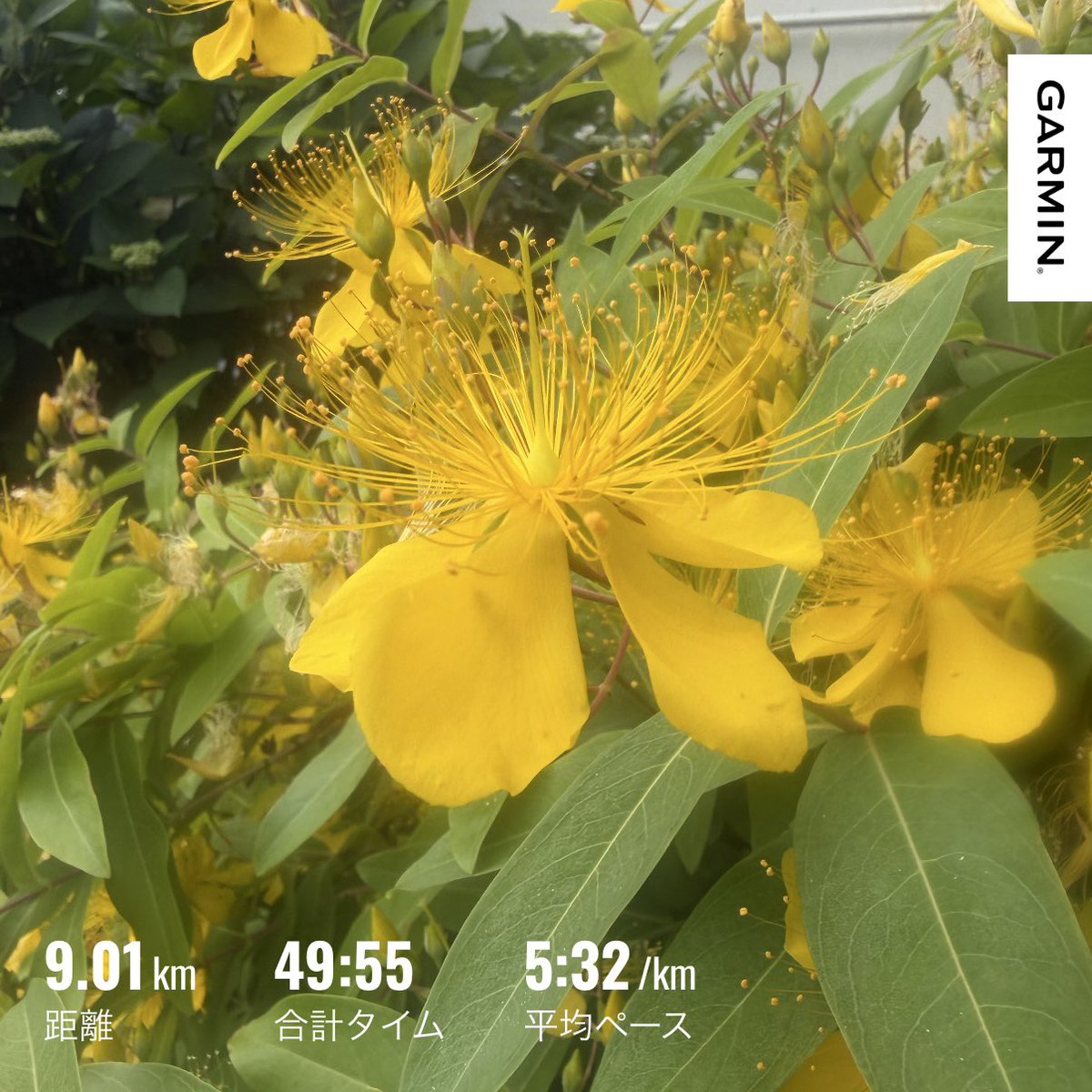 TolulamiP's tweet photo. おはよー😄

週末、二子玉川マラソンで久々の10kmレース…54分って遅すぎる😑レガシーのエントリーで予想タイムが1時間50分以内の人は記録証提出が必要らしいんだけど、私の記録には見当たらなかった！ってことで1時間50分1秒でエントリー完了😆

ゆるジョグだけじゃダメなんだなー🙃 https://t.co/i8YpWdYtjU