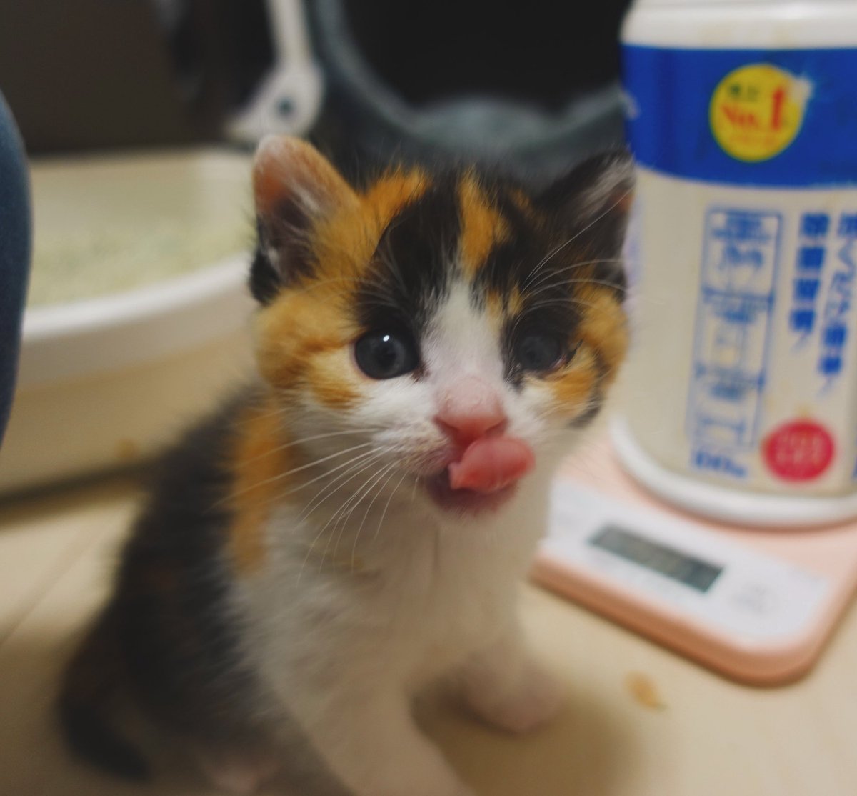 ねこかます tweet media