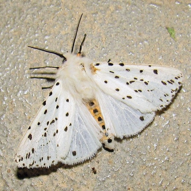 Faustruy's tweet photo. Magnifique papillon cette nuit sur ma terrasse, le papillon écaille tigrée.
Il n'est pas discret mais c'est un signal d'alerte car il est toxique pour ses prédateurs éventuels.
Il symbolise la transformation, la protection et la guidance.
#papillon #insecte https://t.co/T3qs5hE4Zi