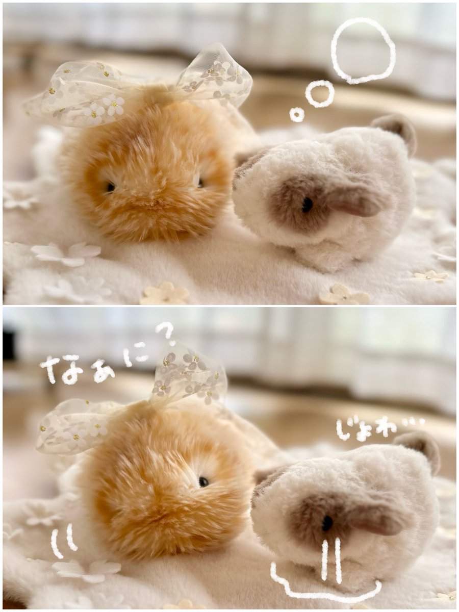 ぼんてん&にこげ tweet media
