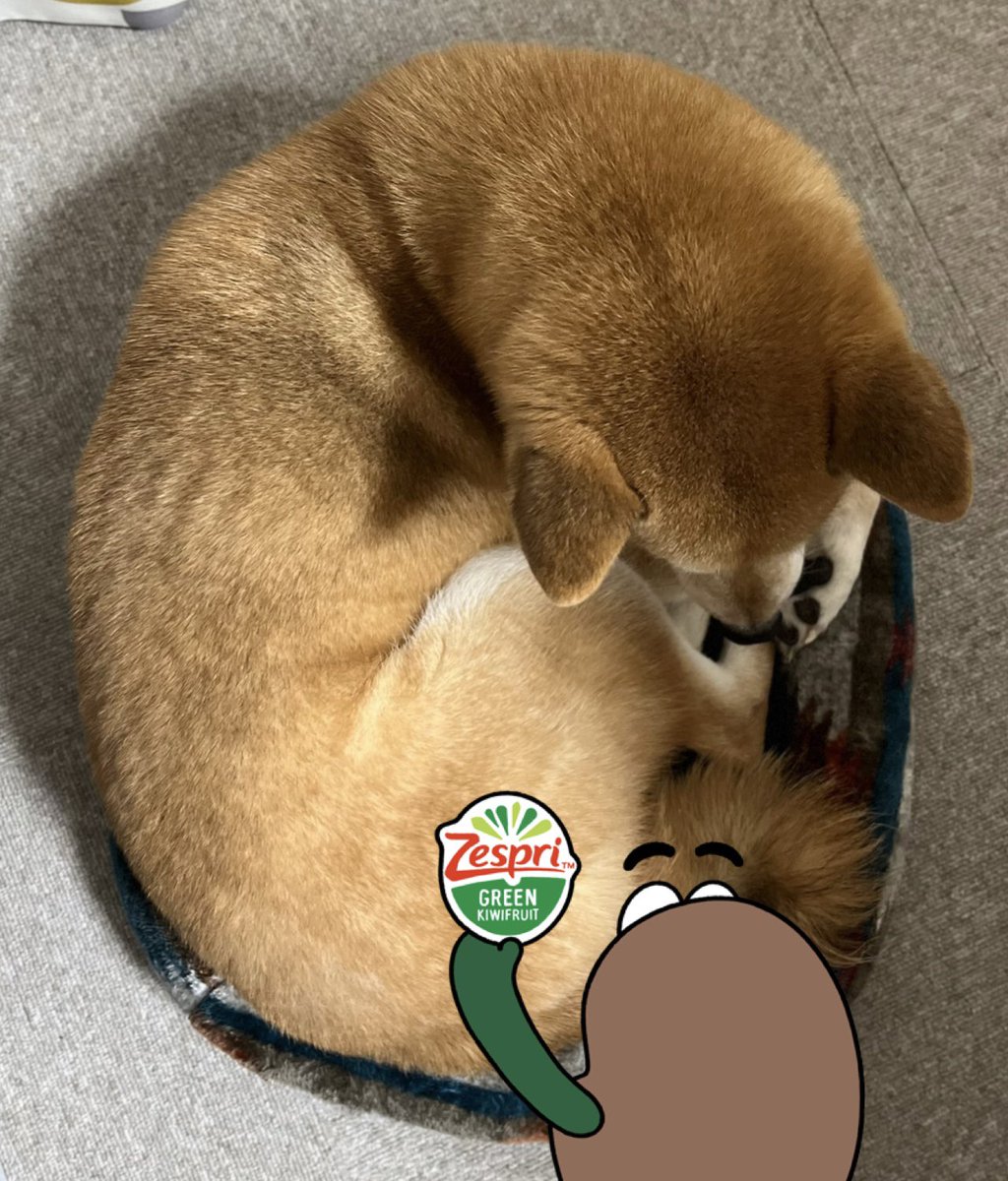 Post by ひつじ🐑こいち3㌨＆こに1㌨ on X: きゃわいい🥝