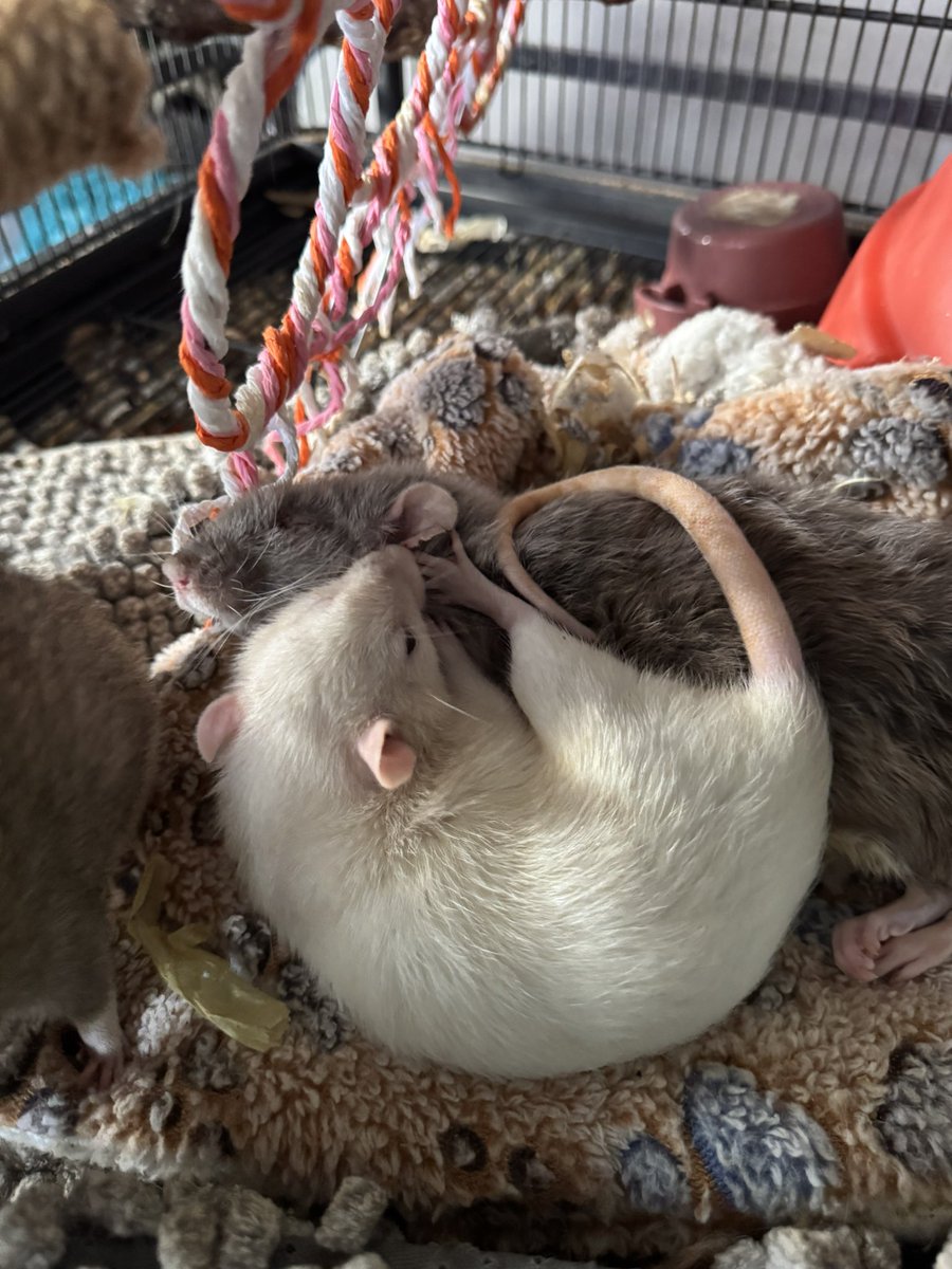 a bunch of rats✨ tweet media