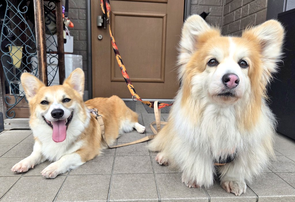 odaguru's tweet photo. おはようございます
いい1日でありますように…☁️
今日も元気にいってらっしゃい👋
蒸し暑い朝のお散歩でした😅
#コーギー #corgi #犬 #dog #PembrokeWelshCorgi #Corgis
#コーギーのいる暮らし
#犬のいる暮らし
#コーギーといっしょ
#フラッフィー　#パピー https://t.co/NWOMAljRlC