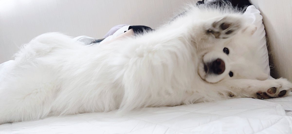 samoyed_dazs's tweet photo. おはダッツです🐻‍❄️☁️
モフトニンをどうぞ！

目が覚めて横見たらこれ
#今日も可愛いねダッツくん
#そんなに可愛くてどうするの？ https://t.co/JipspbQpmu