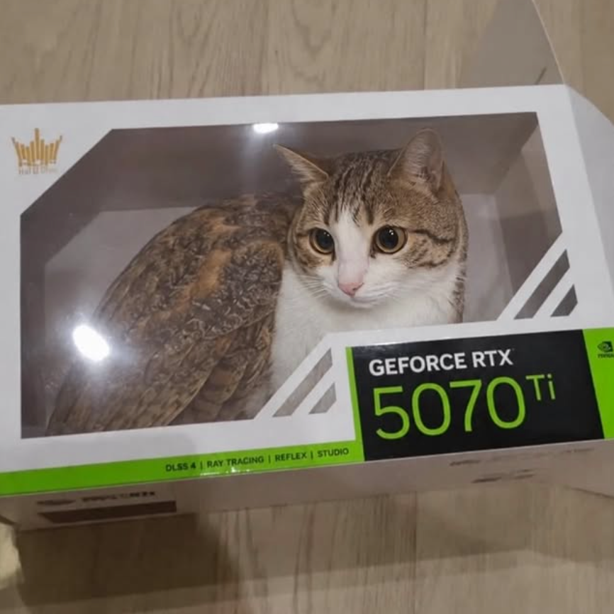 Meowl 🦉 🐱 tweet media