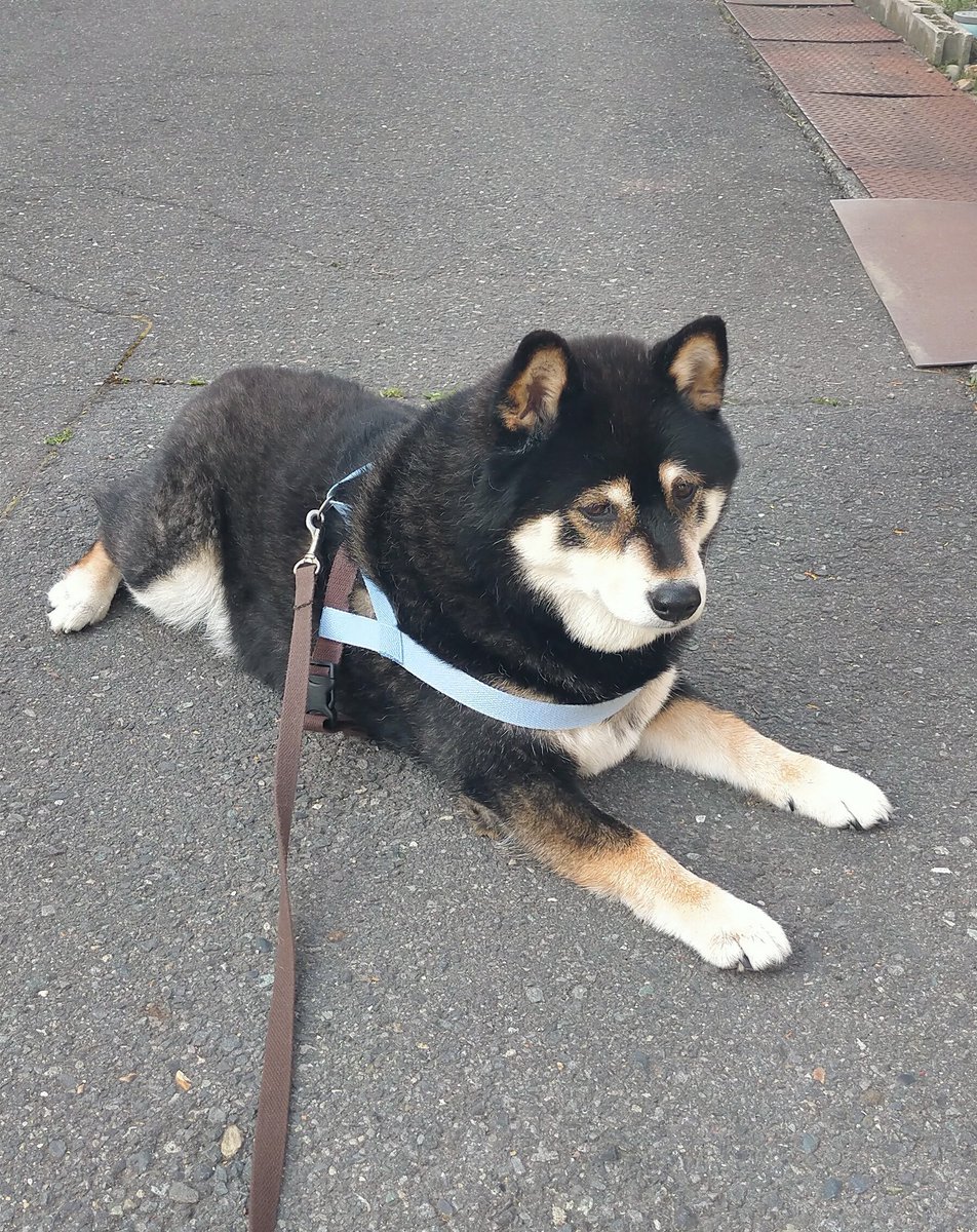 Post by まめたろう on X: 朝は通常通り