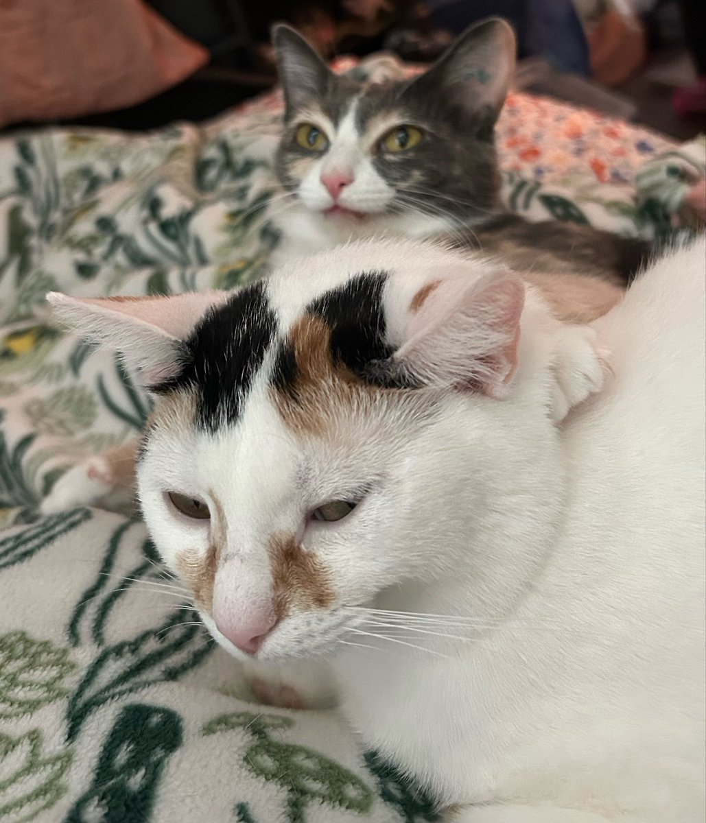 monkey & zoe ❤️ oreo 🌈 tweet media