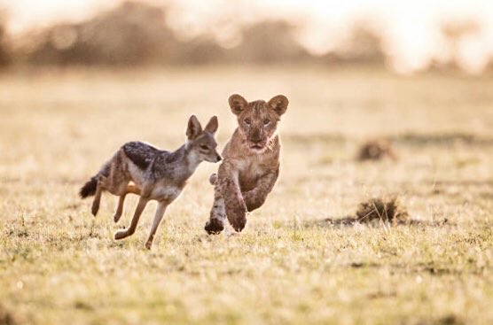 cub (baby lion) tweet media
