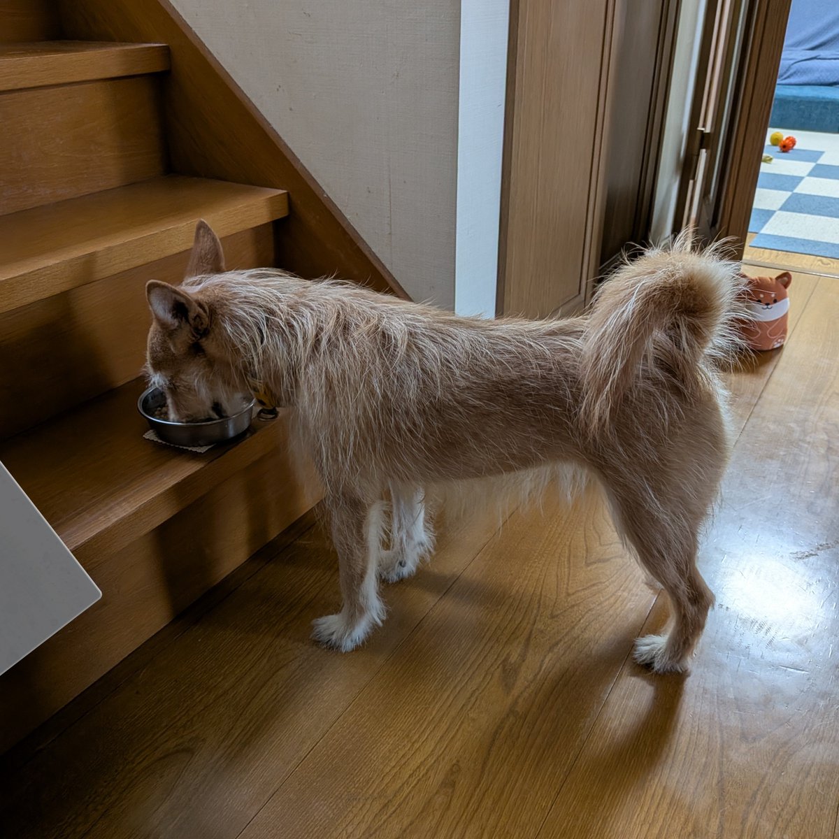 犬ちゃん (@dogchan1010) / Posts / X