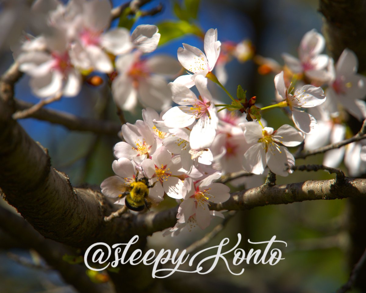 sleepyKonto's tweet photo. 📸 "Mirror" (Week 4/100)
took a nap today, it was nice~
#photography #poem #poetrycommunity #poetrylovers #100weekchallenge #photochallenge #lifepoetry #sleepykonto https://t.co/FVxnX2K9ew